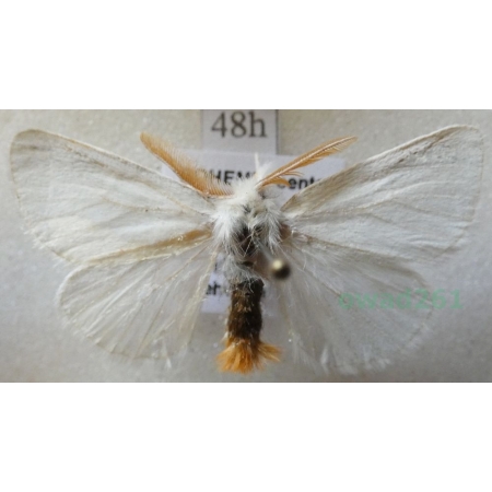 Euproctis chrysorrhoea (Linnaeus, 1758) male Kuprówka rudnica Czech48h